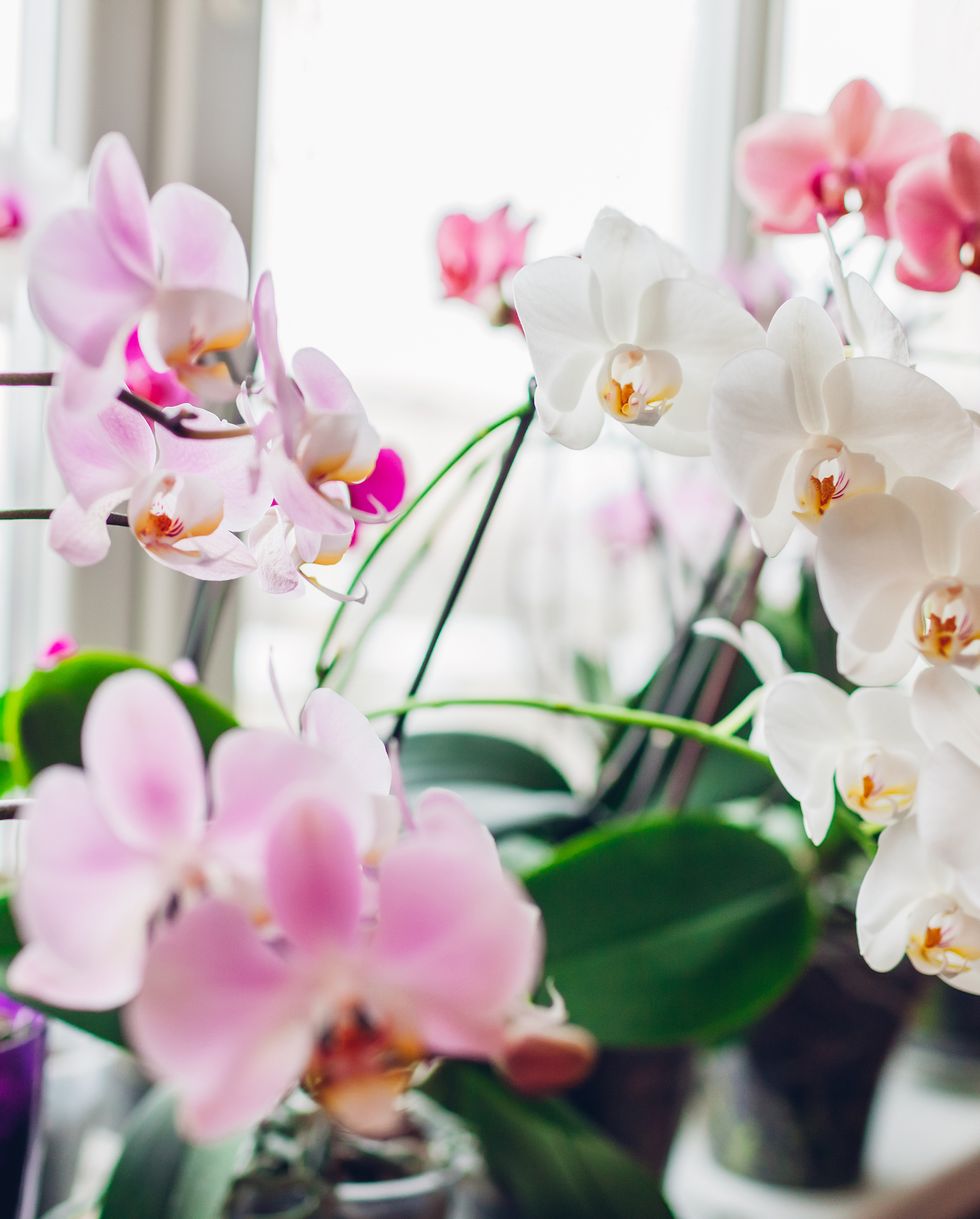 orchids phalaenopsis flower on window sill home plants in blossom white, purple, pink blooms home garden successful growing