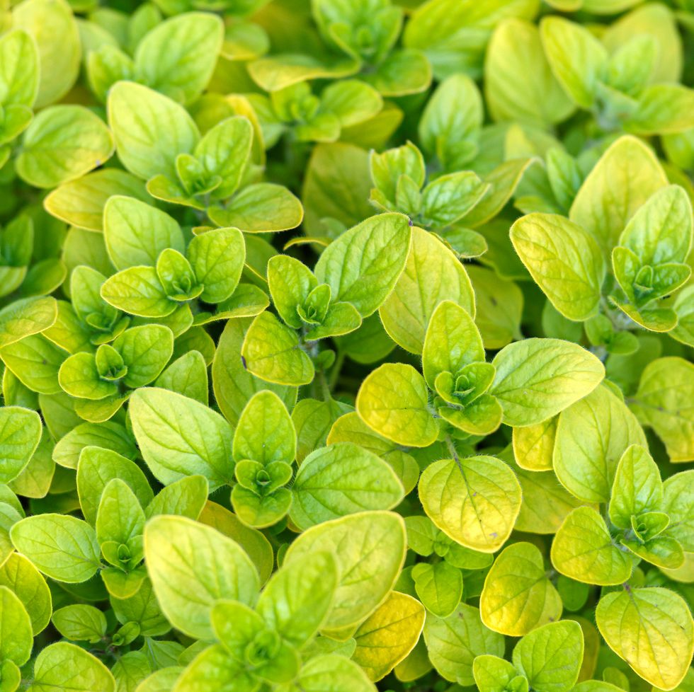 oregano herb leaves growing in kitchen garden.