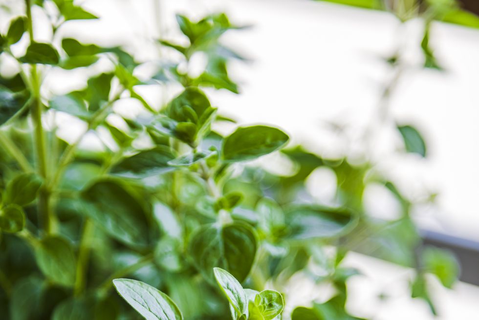 how to grow herbs indoors