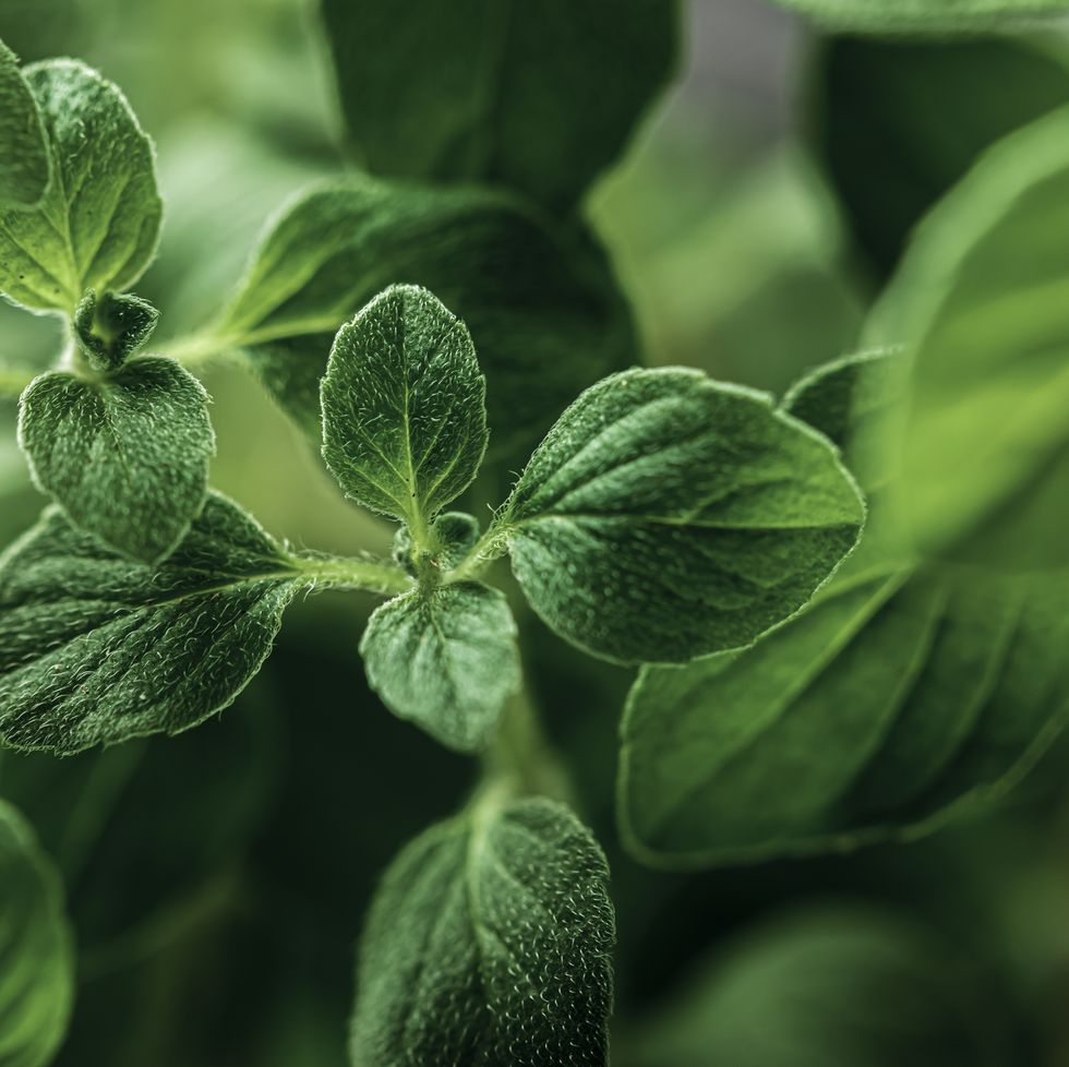 oregano