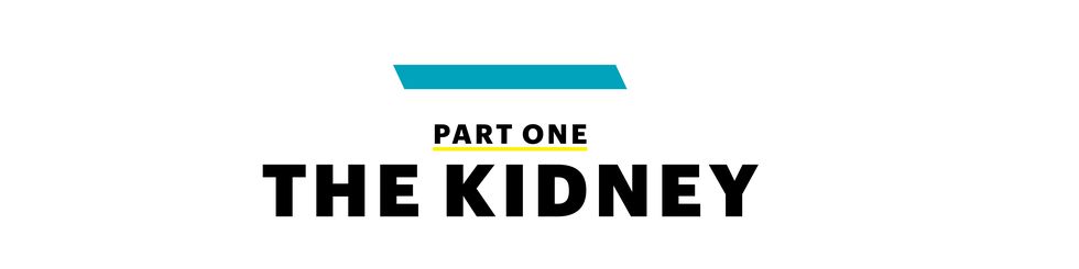 organ donor part one the kidney