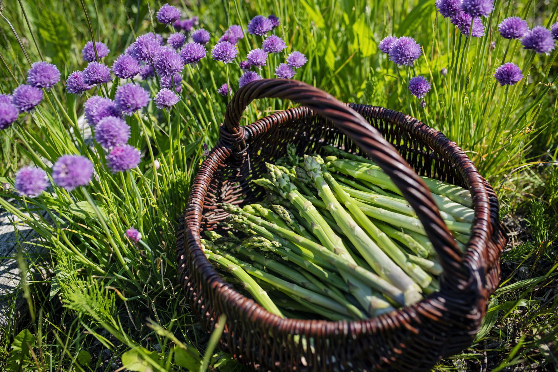 to Asparagus - Tips for Planting Asparagus