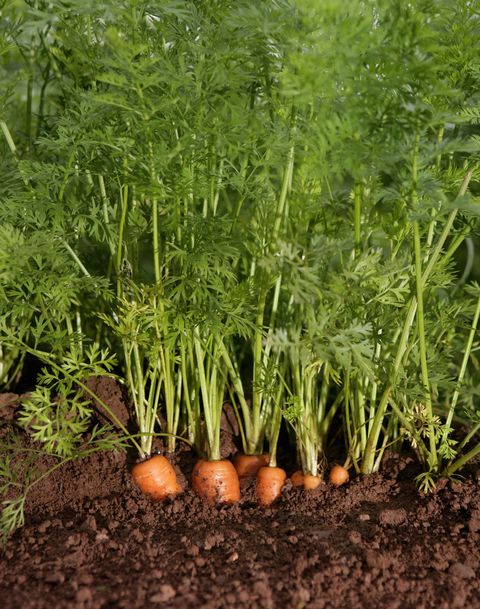organic carrots growing