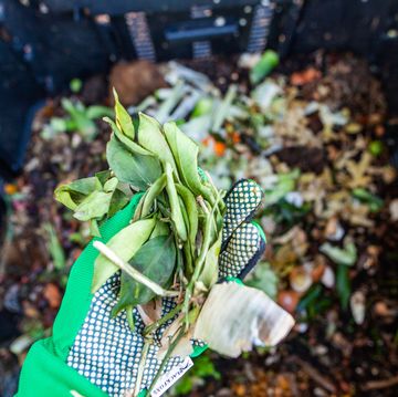 cette photographie présente un compost avec de multiples déchets verts épluchures, coquilles d’œufs