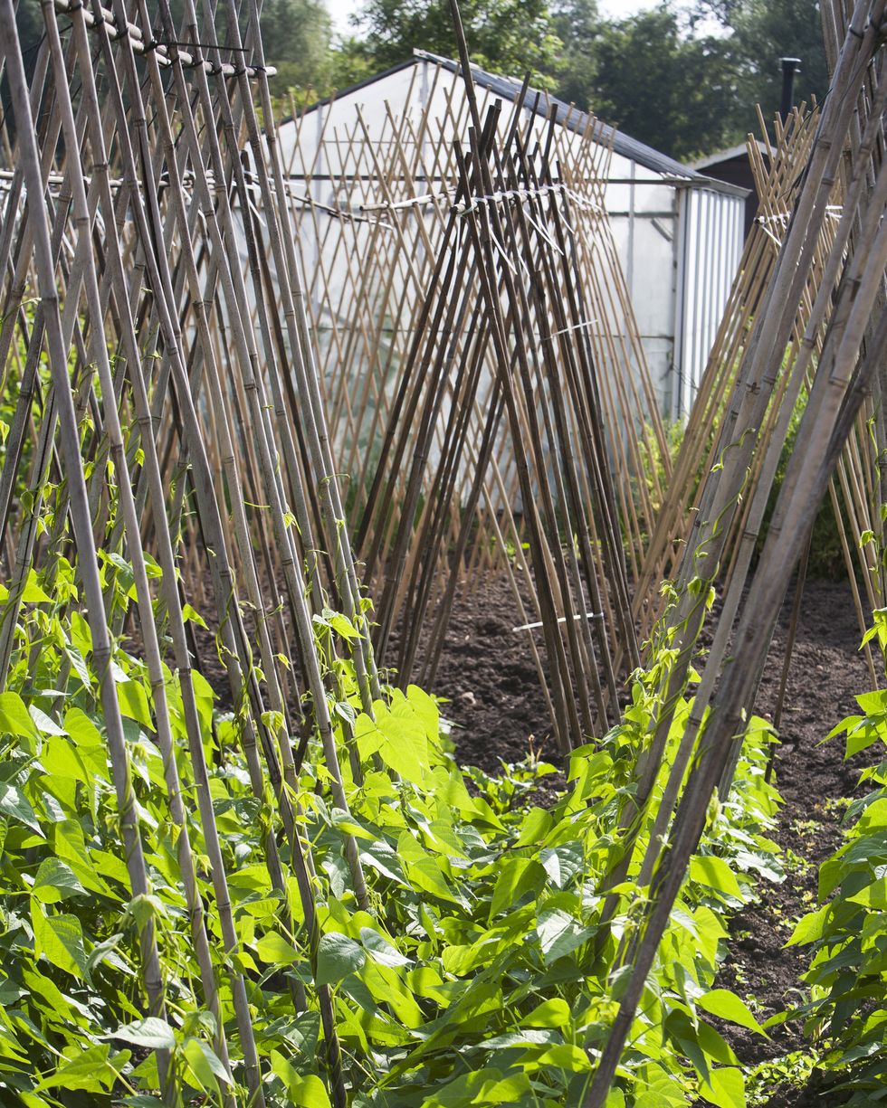 garden trellis ideas bamboo