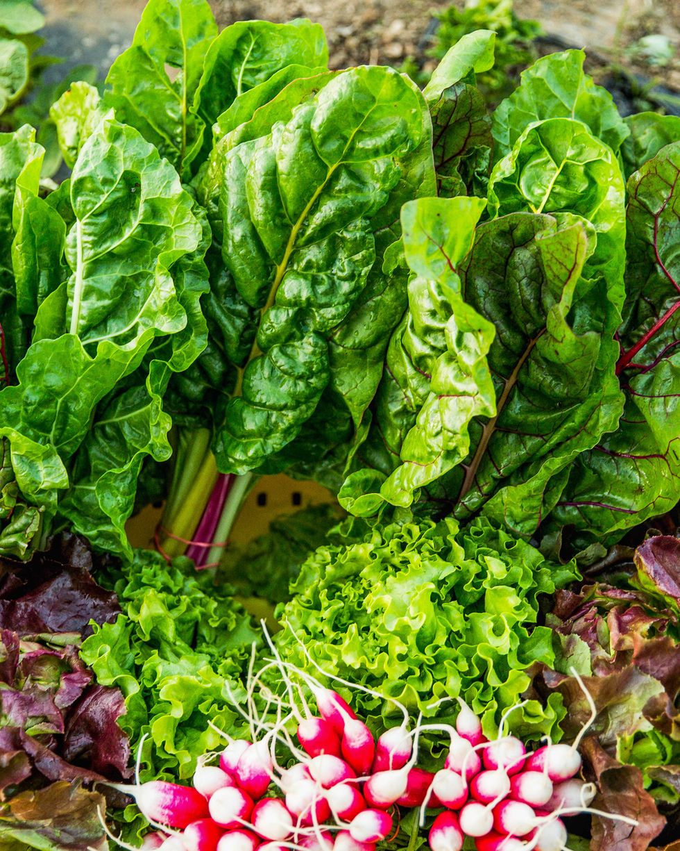 Organic Produce, Organic Farm Harvest Rainbow Chard, Swiss Chard, Radish, Radishes, Butterhead Lettuce, Red Leaf Lettuce, Fresh Vegetables, Farm Fresh, Farm to Table