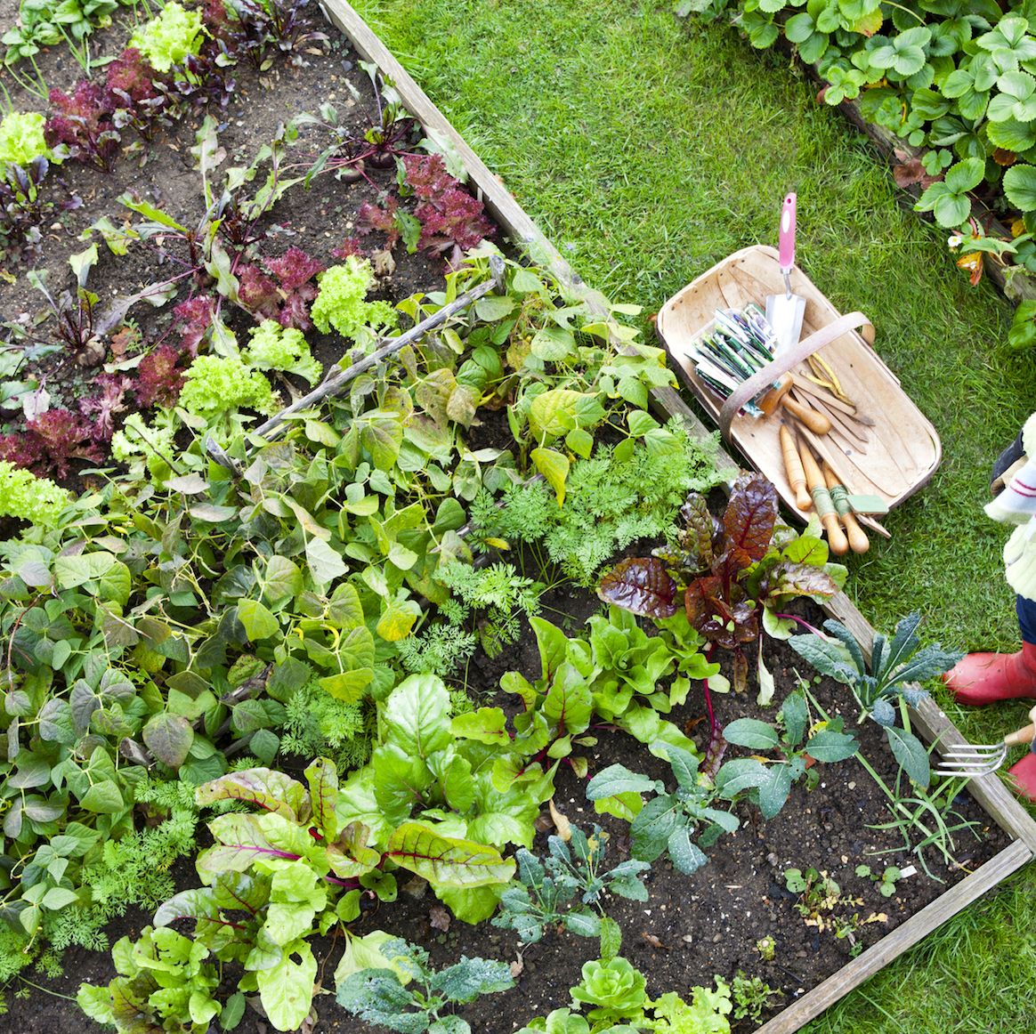 How a No-Dig Garden Leads to Healthier Soil and Thriving Plants