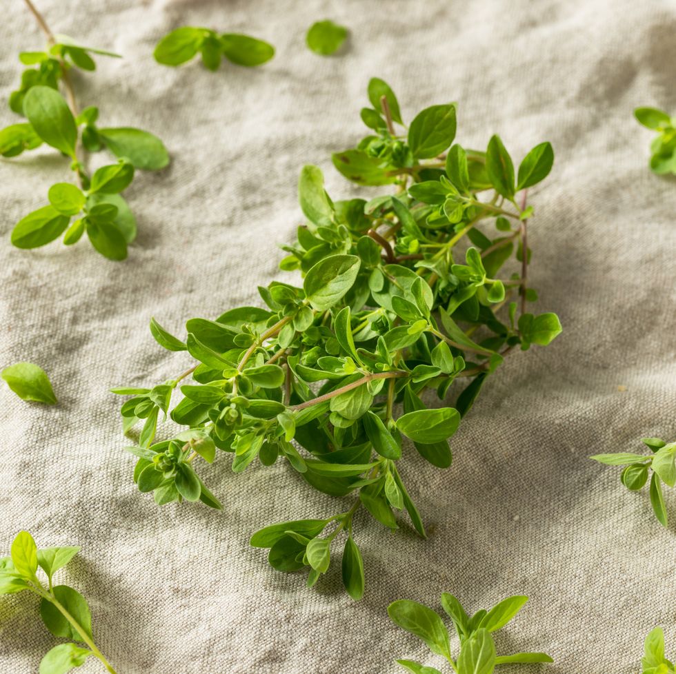 organic raw green marjoram herb