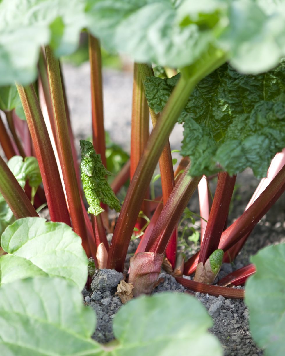 organic rhubarb stalks