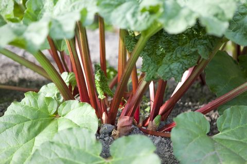 organic rhubarb stalks