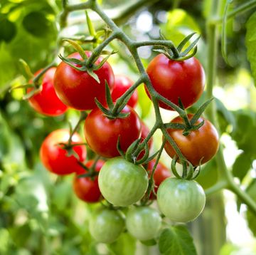 organic tomato plant, red and green tomatoes
