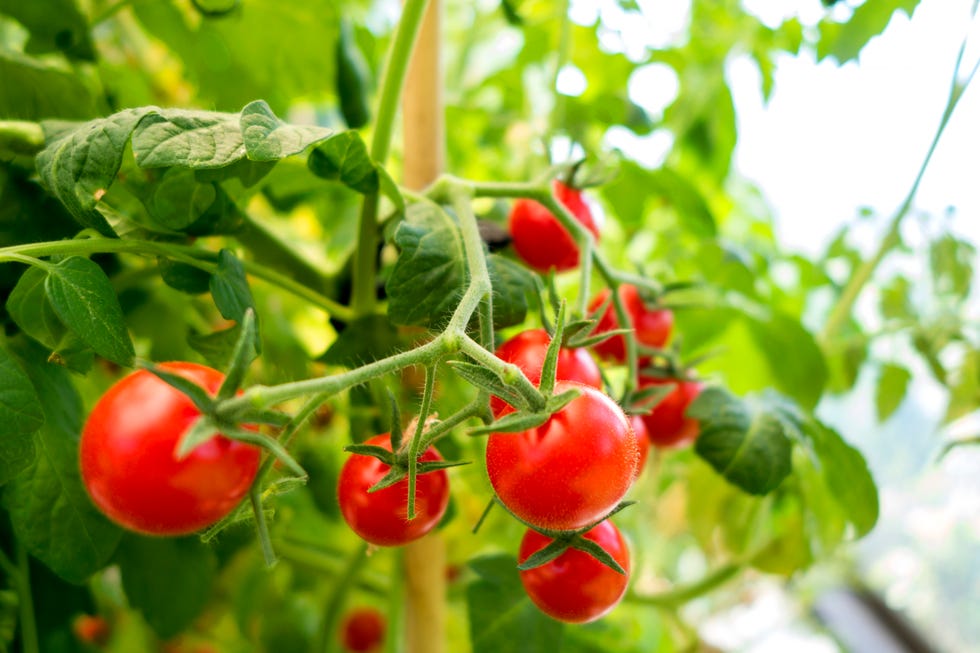 patio plants cherry tomato