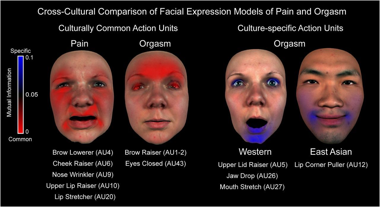 Orgasm Faces Study New Research Shows Orgasm Faces Around the World