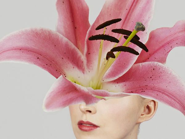 Pink, Lily, Petal, Flower, Plant, stargazer lily, Lily family, Cut flowers, Flowering plant, Artificial flower, 