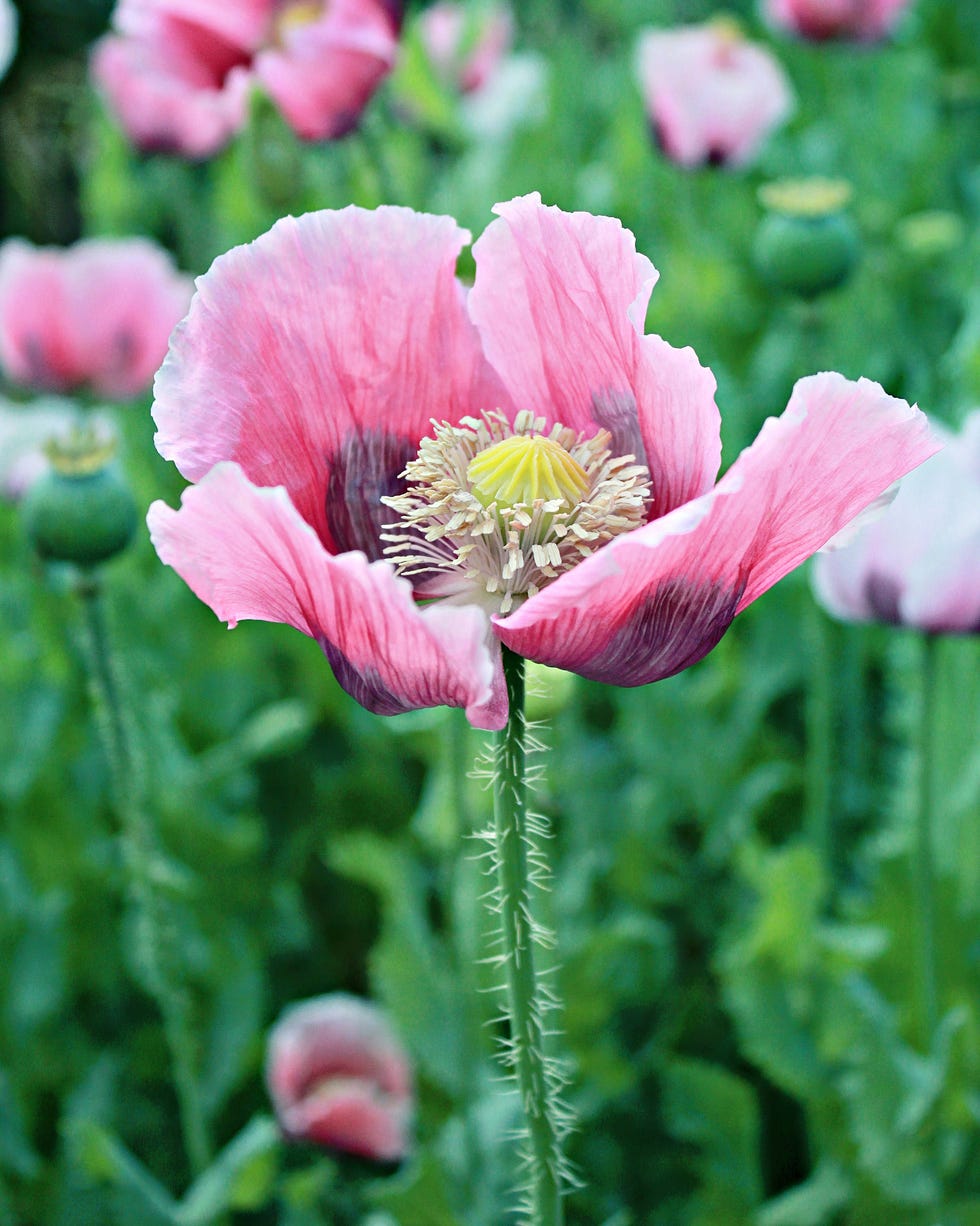 oriental  poppy flowers