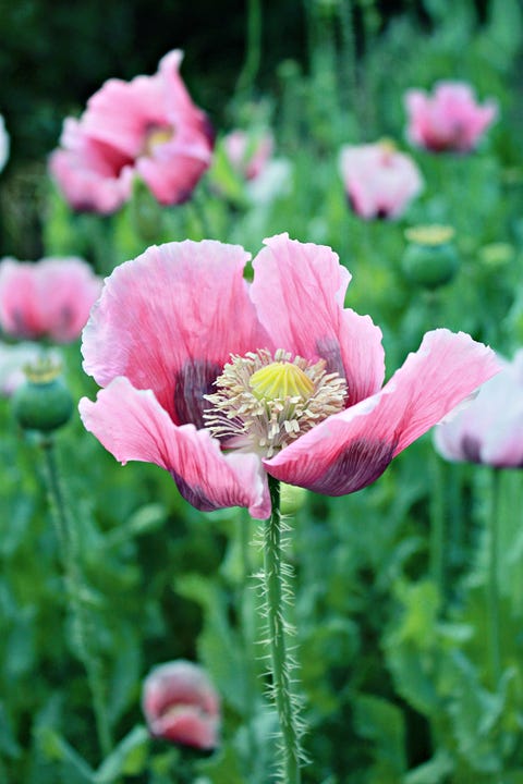 25 Best Full Sun Perennials - Plants & Flowers for Sunny Gardens