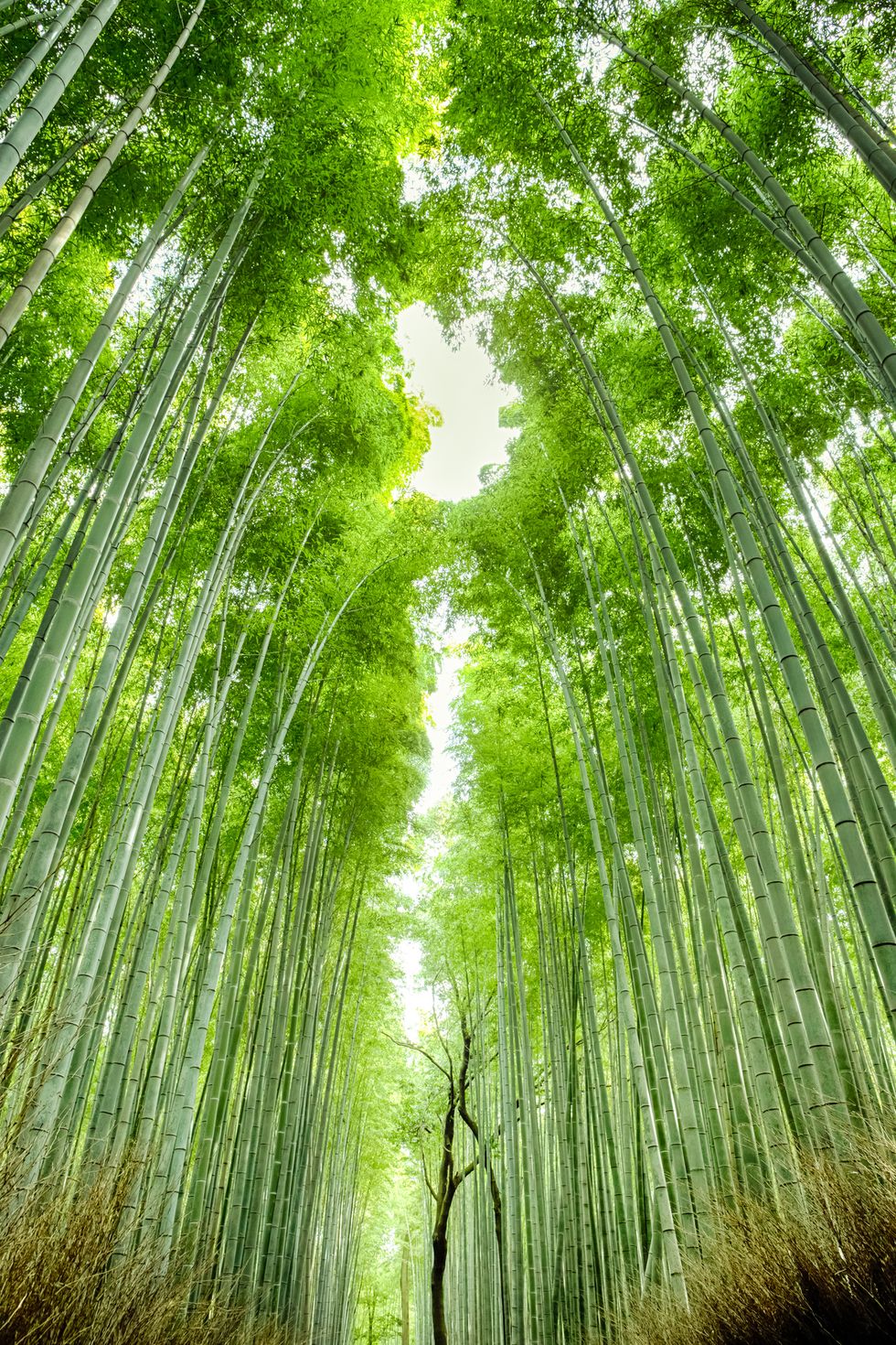 oriental travel destinations sagano bamboo forest in japan vertical image orientation