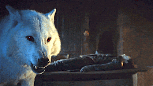 冰原狼「Ghost 白靈」是《冰與火之歌：權力遊戲》第8季最讓人心疼的角色！盤點那些「還活著的狼」到底都去哪了？