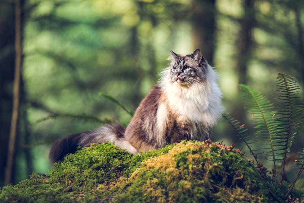 4 effective ways to boost your cat’s nutrition with ORIJEN