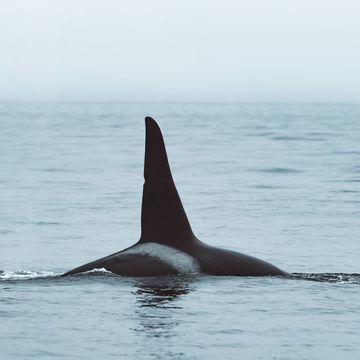 de zogeheten oceanische orka leeft op volle zee en heeft walvissen op het menu
