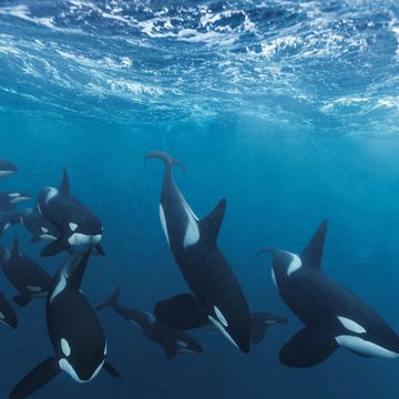 orka gedrag verrassend