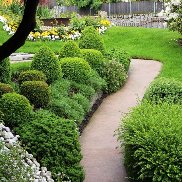 evergreen ornamental garden