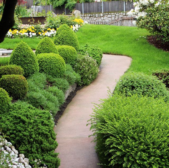evergreen ornamental garden