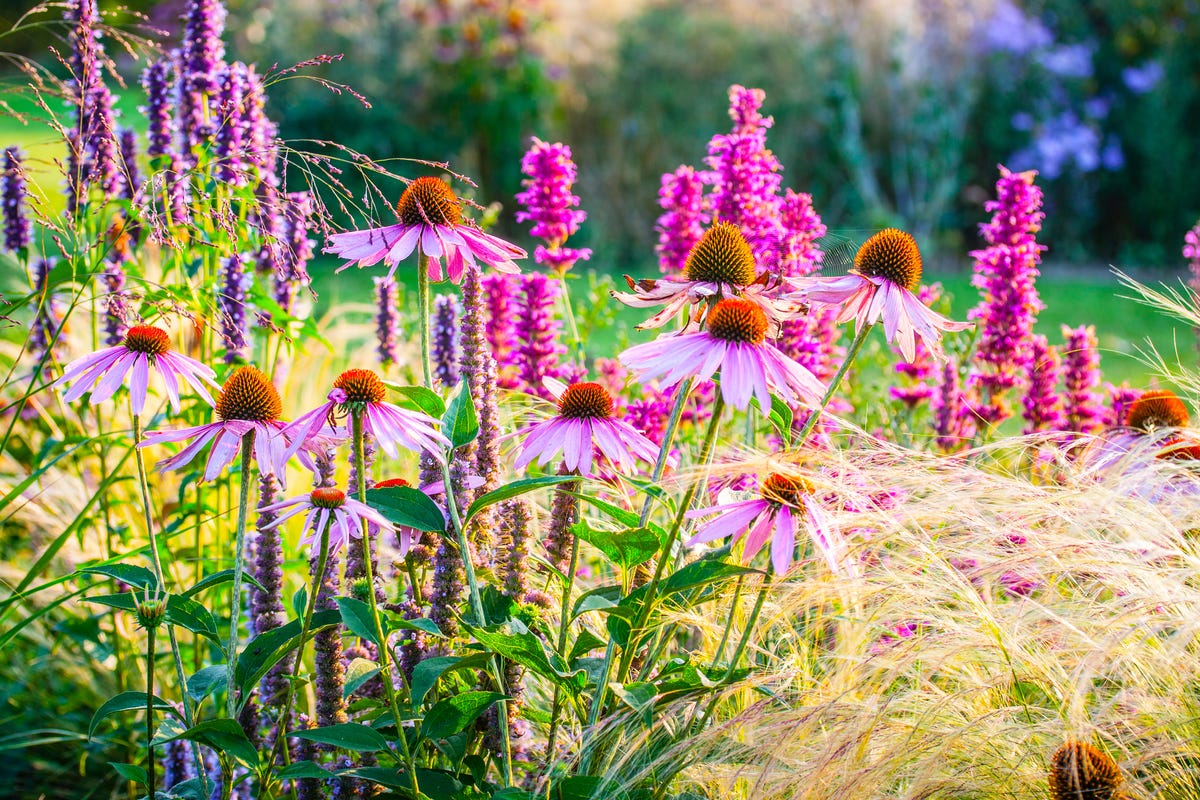 preview for 13 Perennials That’ll Brighten Your Garden