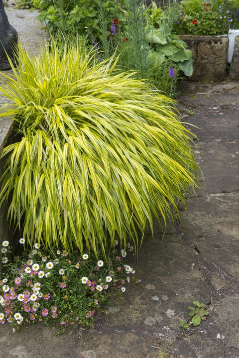 ornamental grass with bright yellow foliage which makes a fine specimen in a large pot