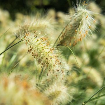ornamental grass, feathertop grass, pennisetum villosum,