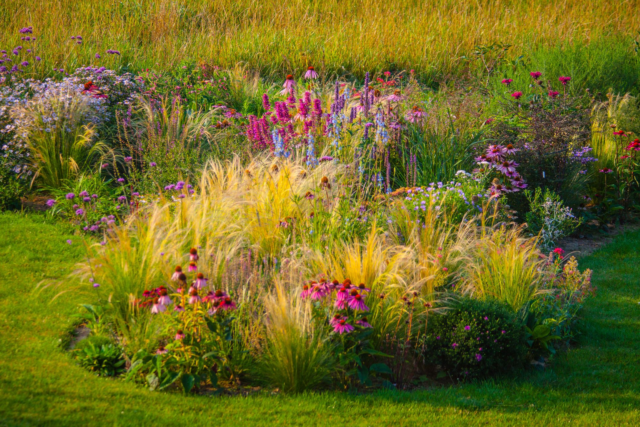 border grasses for landscaping