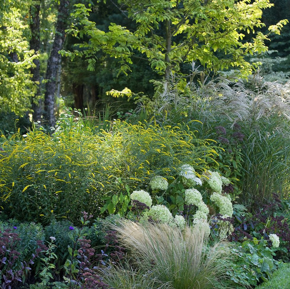 ornamental grasses, late summer border with mixed shrubs and perennials