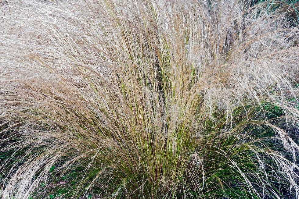 Ornamental Grasses - Grass Plants For Your Garden