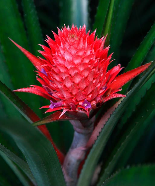 Pineapple Plant Care - How to Grow Ornamental Pineapple Plant