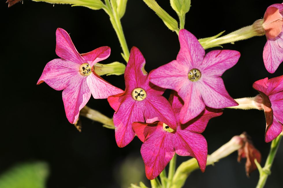 ornamental tobacco nicotiana alata flowers with pinkish blossoms