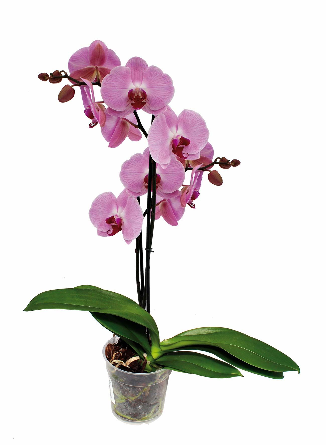 Orquídeas: cuidados, riego