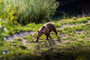 since 1513 bears have been at home in bern until 1857 in the town itself, then in the bear pit, and since 2009 in the new and spacious bear park