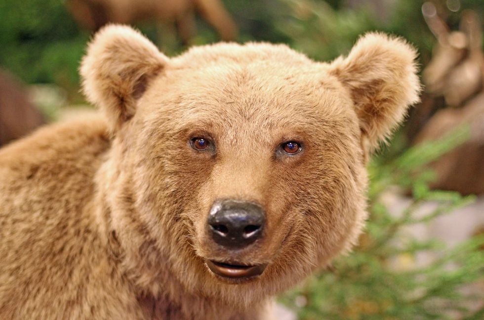 Mammal, Brown bear, Vertebrate, Bear, Terrestrial animal, Grizzly bear, Kodiak bear, Carnivore, Snout, Wildlife, 