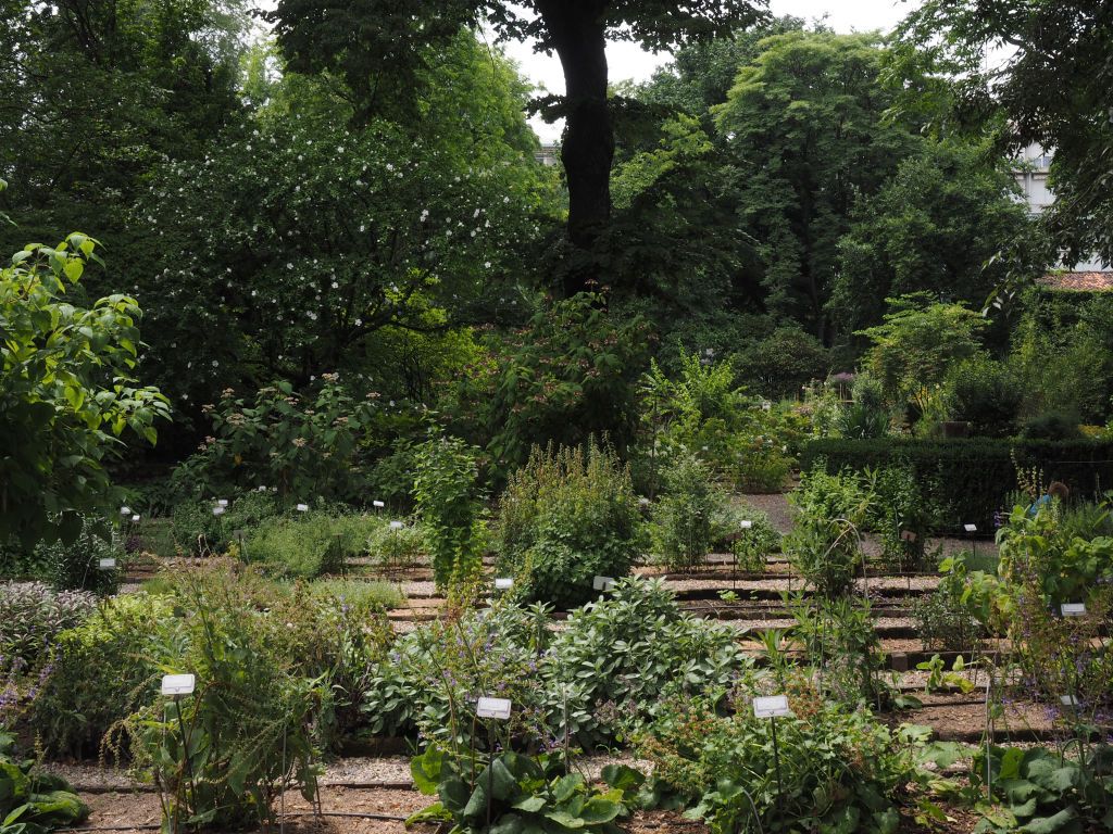 Orto Botanico di Brera: storia e collezioni