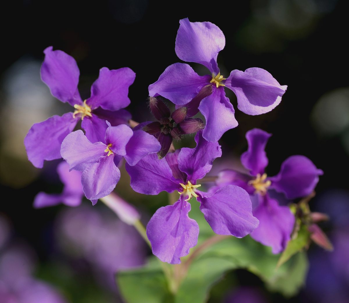 Flower, Flowering plant, Violet, Purple, Petal, Plant, Lavender, Dame’s rocket, Viola, Violet family, 