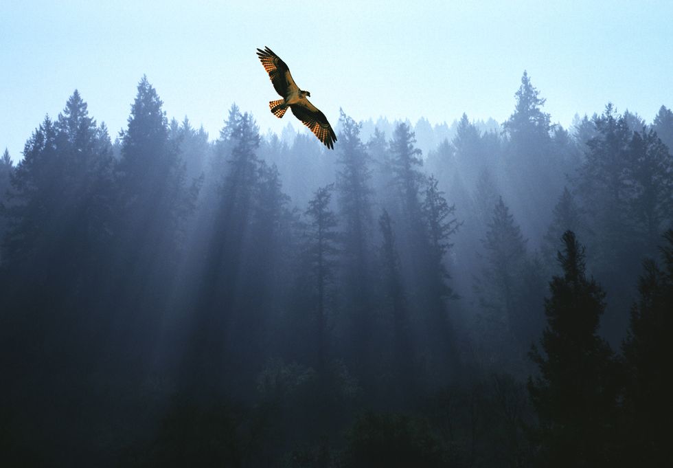 osprey flying above fir trees with sunrays streaming through mist