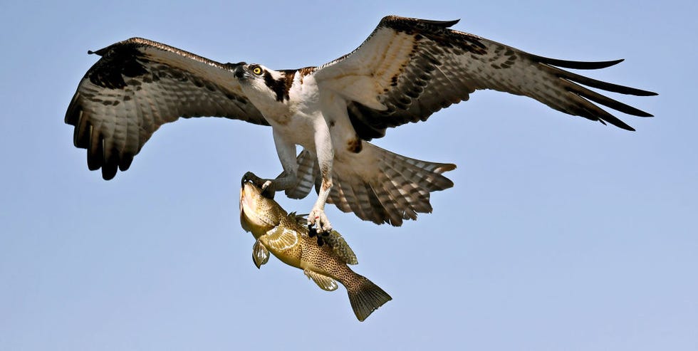 Breeding pairs of osprey are on the rise in the UK