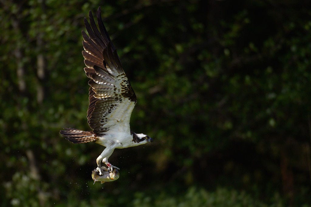 Breeding pairs of osprey are on the rise in the UK