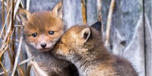 Ossi Saarinen - fox cubs
