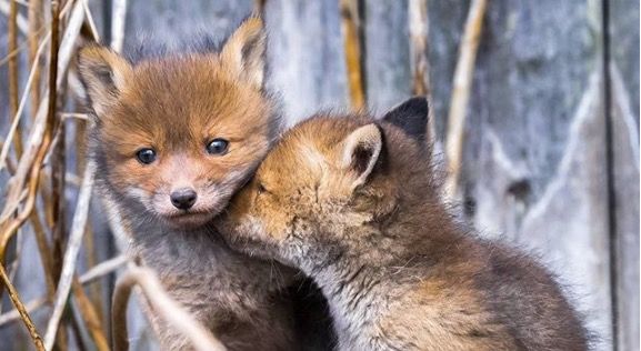 Ossi Saarinen - fox cubs