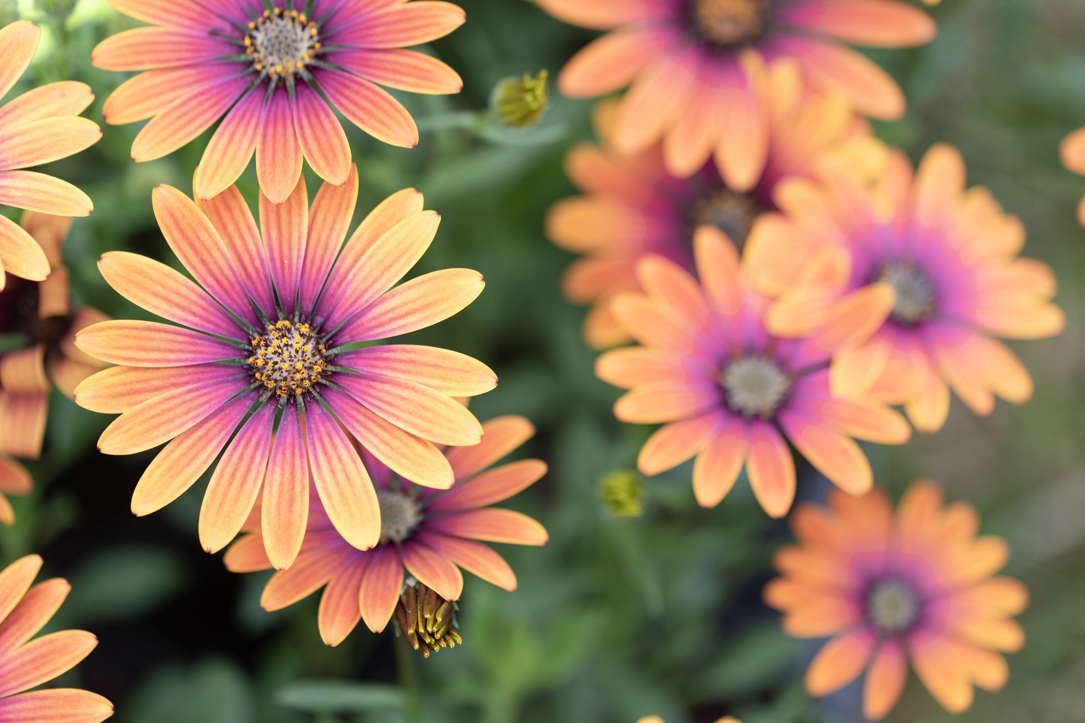 Fall Flowers