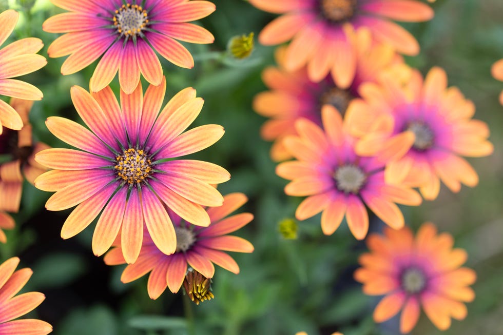 osteospermum ecklonis flowers dimorfoteca