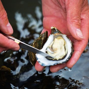 carlingford oyster company
