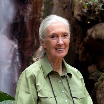 Jane Goodall komt naar Nederland jane goodall voor een waterval in tanzania