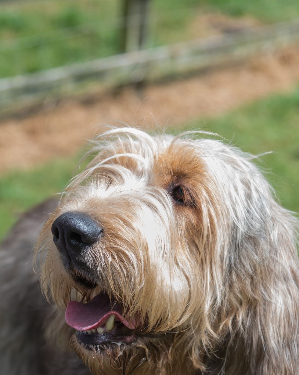hound dog breeds otterhound